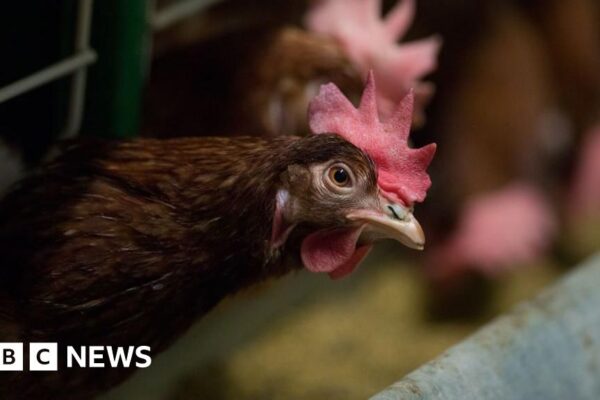 Під заборону потрапляють клітки для курей і опорос свиней