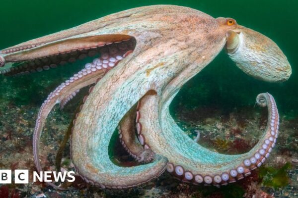 «Рік восьминога» оголошено після того, як потепління моря призвело до рекордних цифр у Великобританії