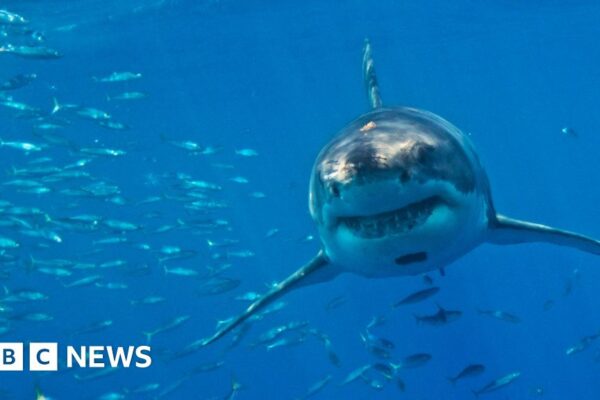 Великі білі акули в Середземному морі загрожують зникненню, кажуть дослідники