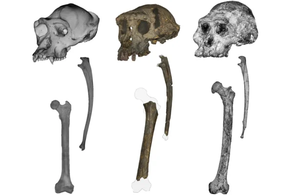 Ця стародавня скам'янілість може переписати історію походження людини