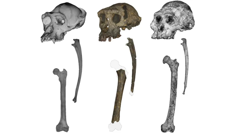 Ця стародавня скам'янілість може переписати історію походження людини