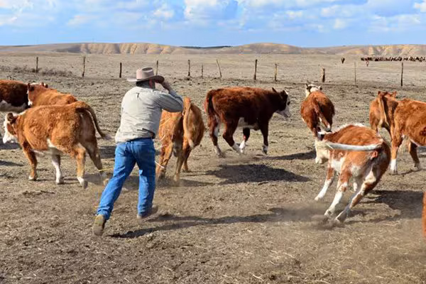 Поштовх до зниження цін на яловичину вражає тваринників
