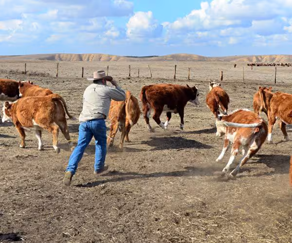 Поштовх до зниження цін на яловичину вражає тваринників