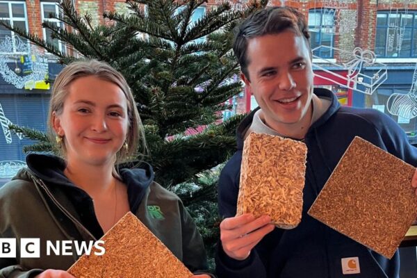 Як ялинки отримують нове дихання