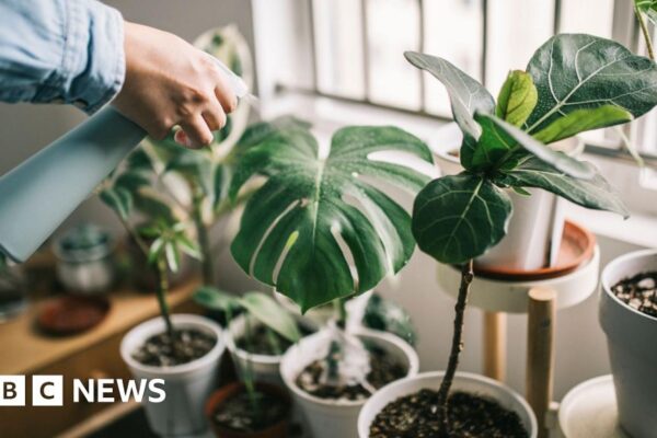 Серійний вбивця кімнатних рослин? Ось як зберегти їх живими