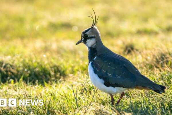 Затонулі баржі на Темзі створюють новий острів для птахів