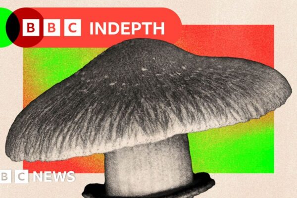 Великі дебати про те, чи варто NHS використовувати чарівні гриби для лікування психічного здоров’я