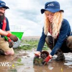 Великі луки морської трави закриватимуть узбережжя