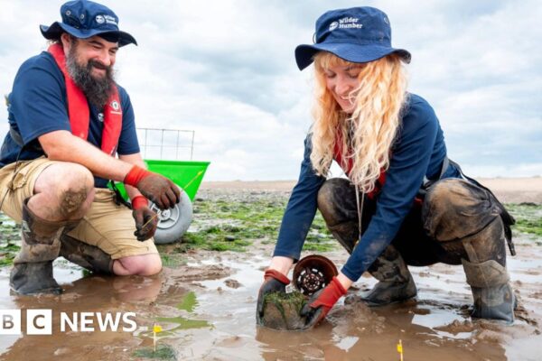 Великі луки морської трави закриватимуть узбережжя