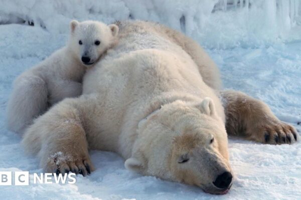 Білі ведмеді на норвезьких островах стають товстішими та здоровішими, незважаючи на втрату льоду, кажуть вчені