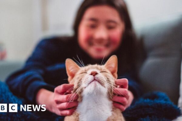 Коти стали нашими супутниками набагато пізніше, ніж ви думаєте