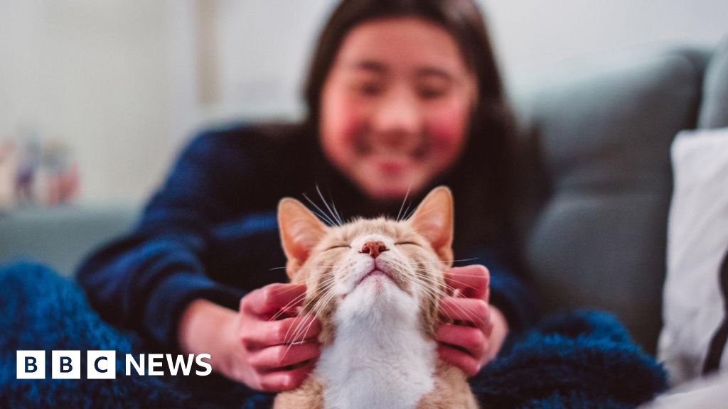Коти стали нашими супутниками набагато пізніше, ніж ви думаєте