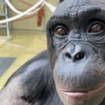 Удаване чаювання бонобо переписує те, що ми знаємо про уяву