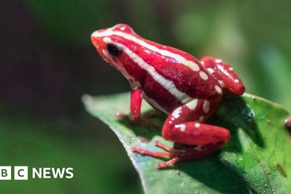 Жаба-дереволаз Ентоні (Epipedobates anthonyi) та лабораторія токсикології: аналіз рідкісної отрути епібатидину.