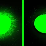 Вирощений в лабораторії спинний мозок людини заживає після травми в результаті значного прориву