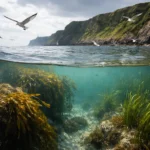 Морські заповідні території Північної Ірландії та захист морських птахів