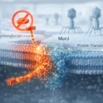 Білок MurJ як нова мішень для боротьби з антибіотикорезистентними бактеріями